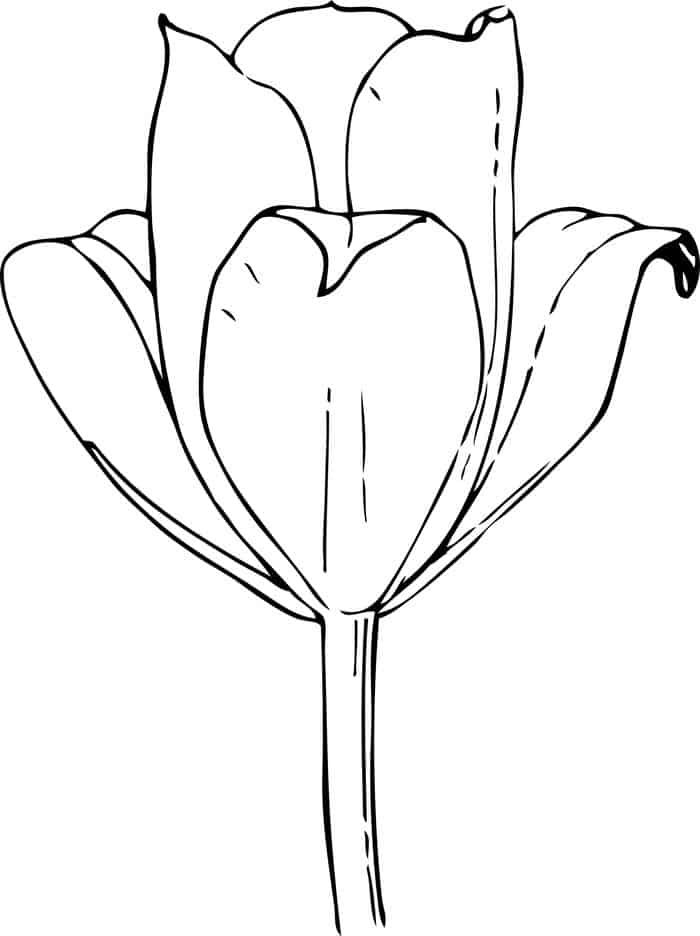 Coloring Pages Of Tulip