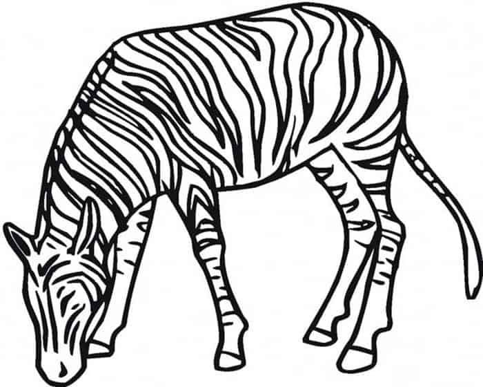 Coloring Pages Of Zebra Stripes