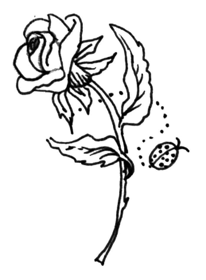 Coloring Pages Rose