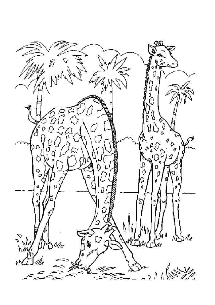 Coloring Pages Zoo Animals