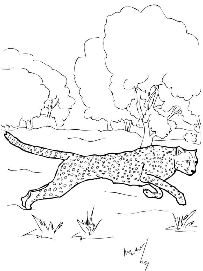 Cool Cheetah Coloring Pages