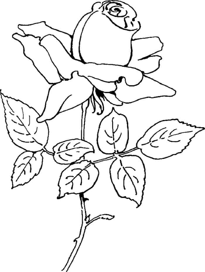 Cool Rose Coloring Pages