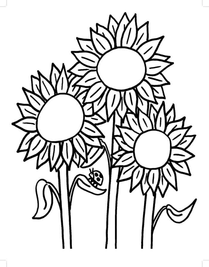 County Fair Sunflower Coloring Pages