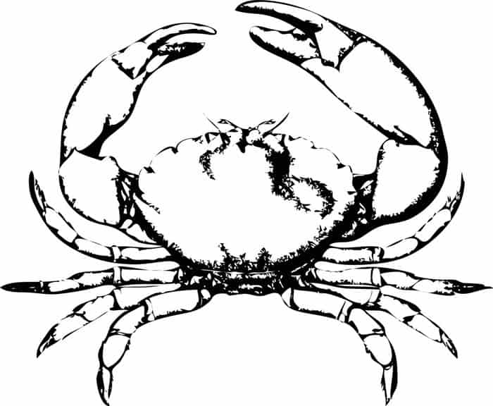 Crab Adult Coloring Pages Printables