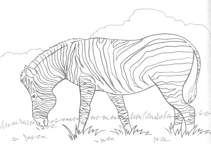 Cute Coloring Pages Zebra