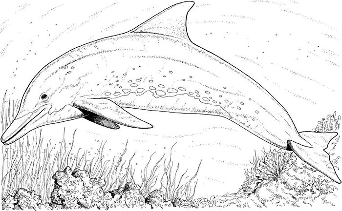 Dolphin Coloring Pages For Adults