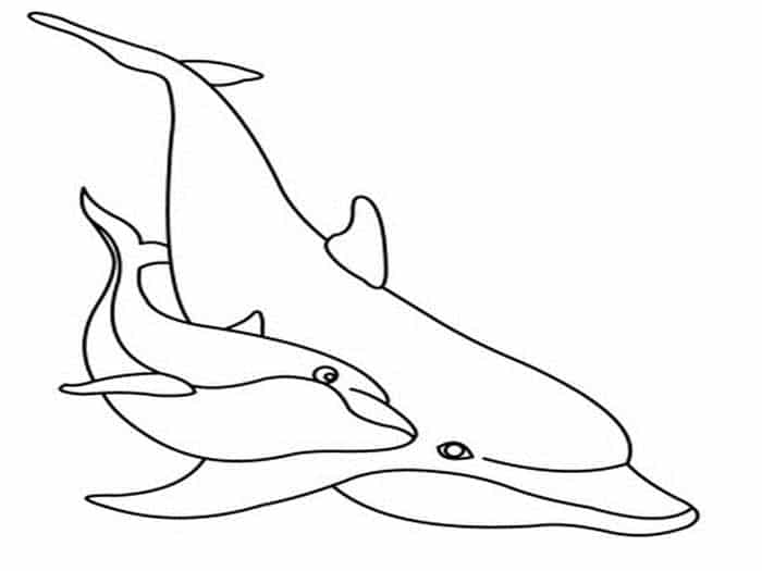 Dolphin Coloring Pages Free