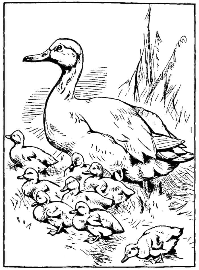 Duck Life Coloring Pages
