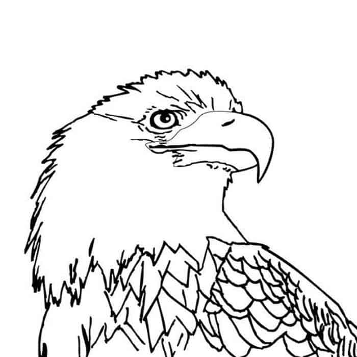 Eagle Adult Coloring Pages