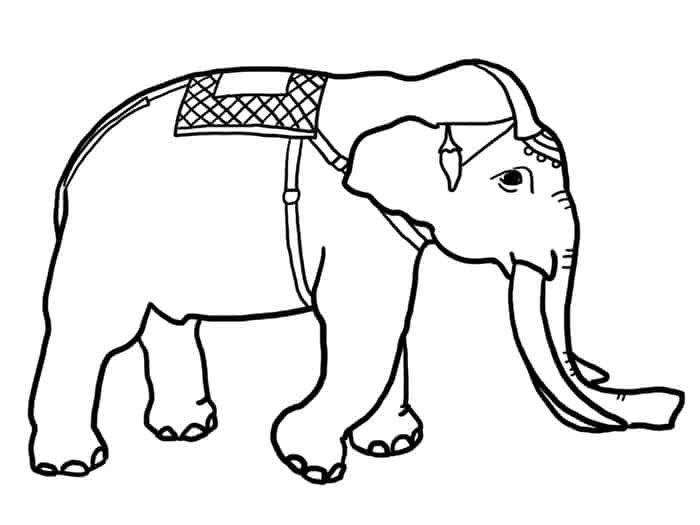 Elephant Coloring Pages Adults