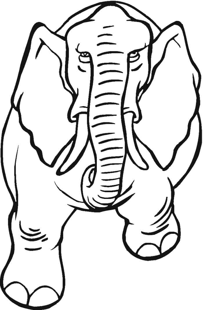 Elephant Coloring Pages For Adults Printable