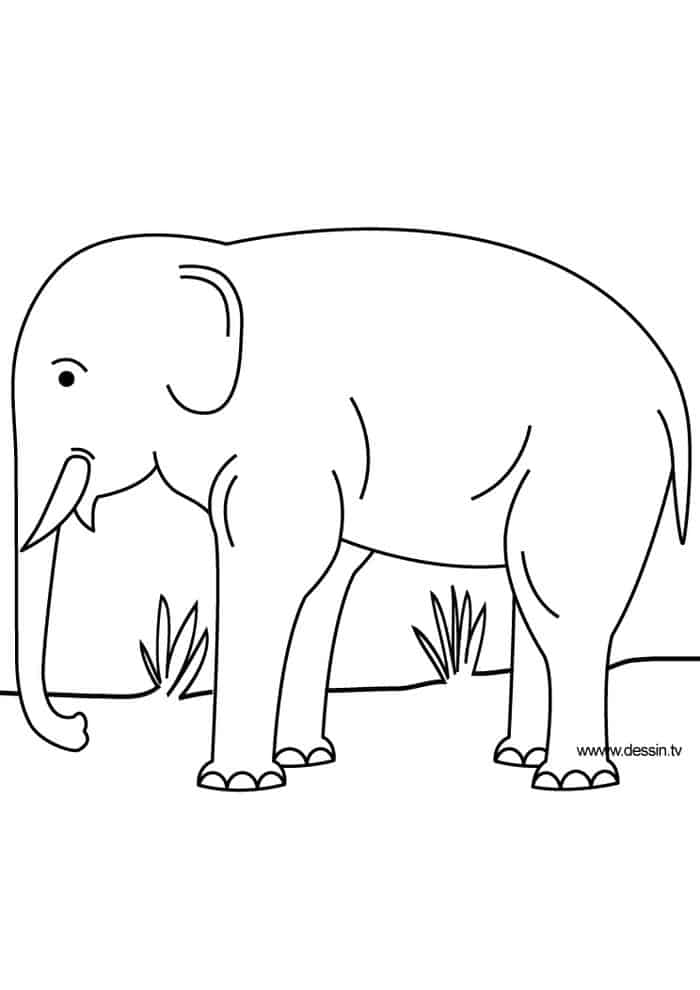 Elephant Coloring Pages For Adults