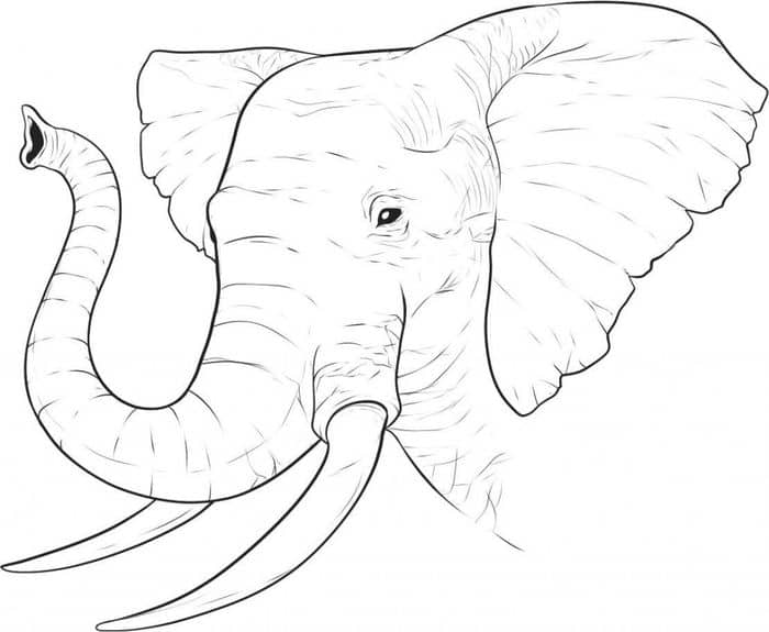 Elephant Head Coloring Pages