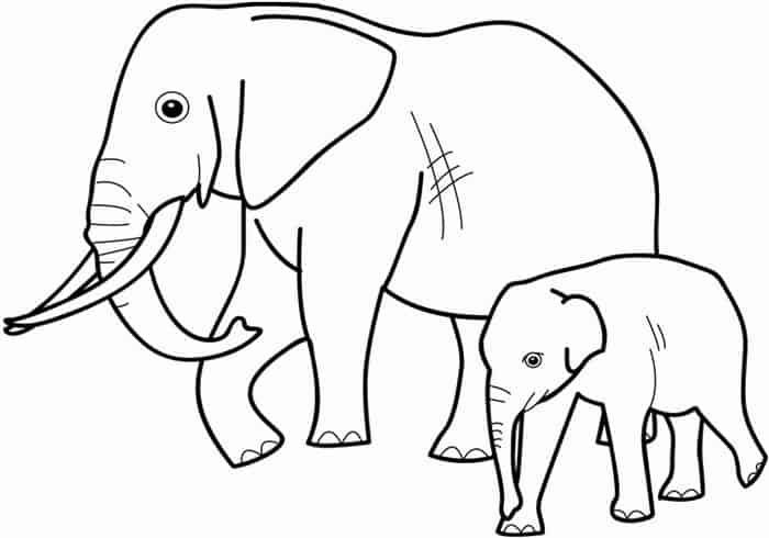 Elephant With Trunk In Zoo Out Coloring Pages