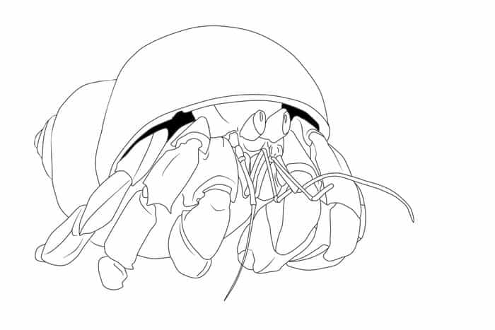 Eric Carle Hermit Crab Coloring Pages