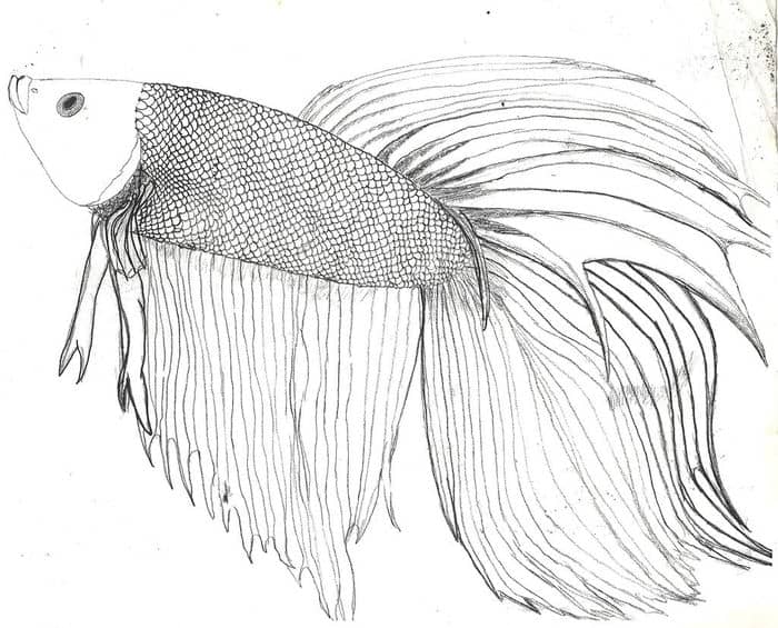 Fish Coloring Pages For Adults