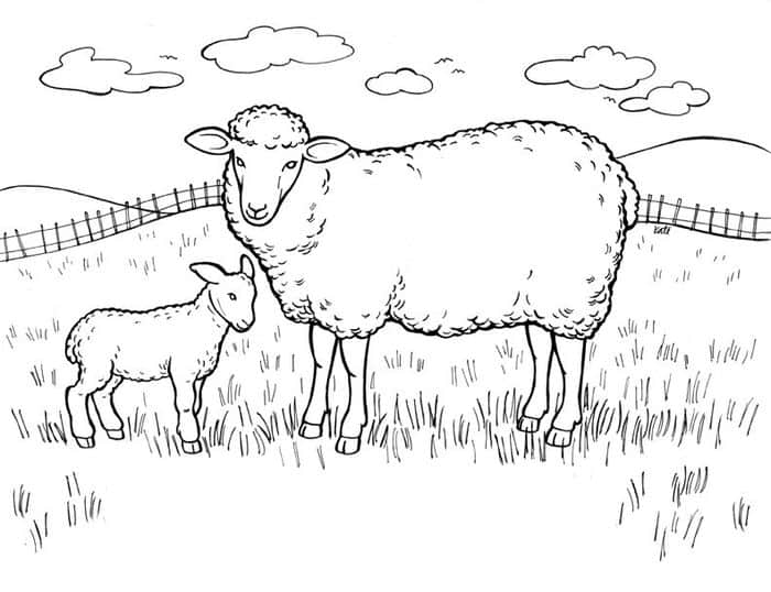 Flock Of Sheep Coloring Pages