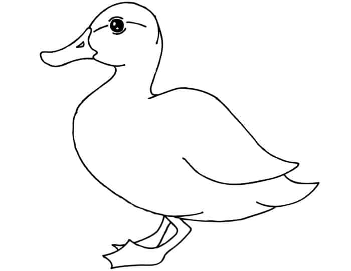 Free Coloring Pages Duck
