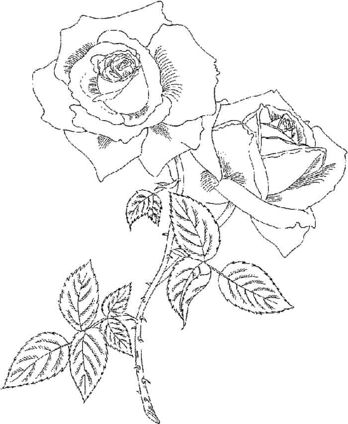 Free Coloring Pages Flowers