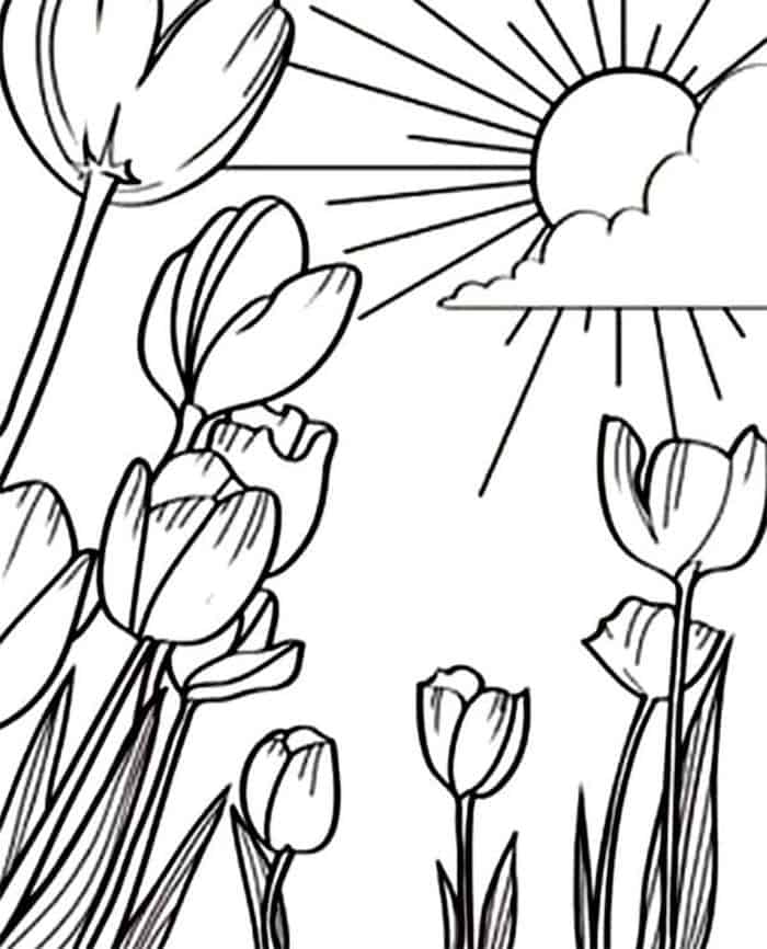Free Coloring Pages Tulip