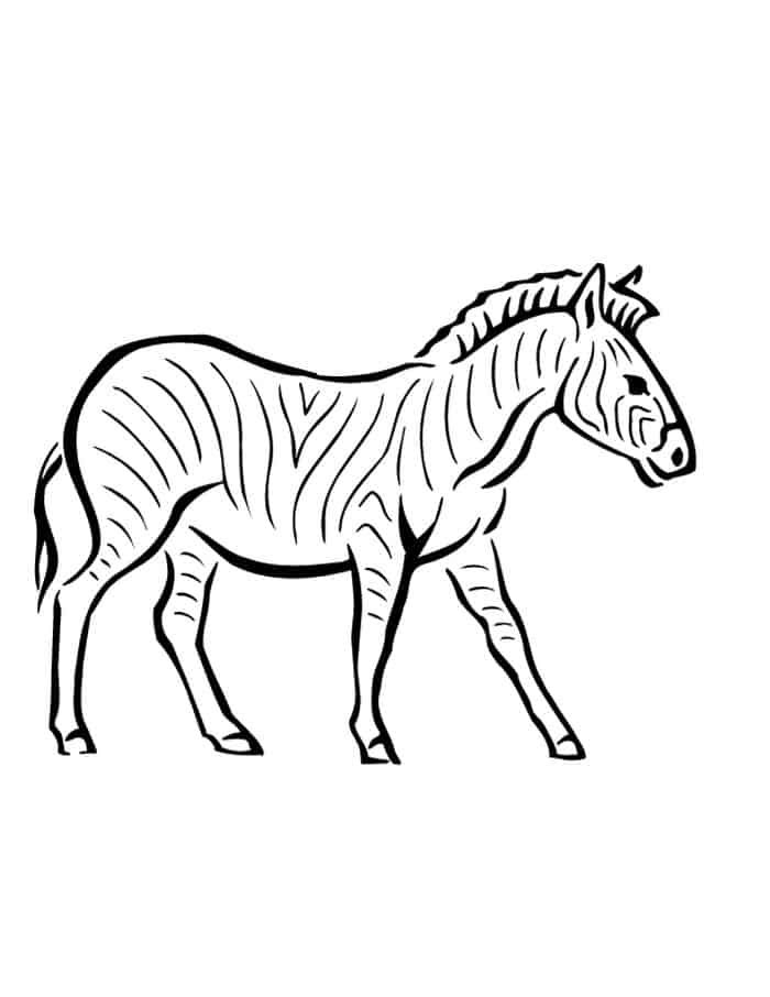 Free Coloring Pages Zebra