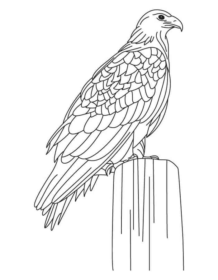Free Eagle Coloring Pages For Adults
