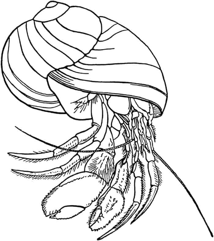 Free Hermit Crab Coloring Pages