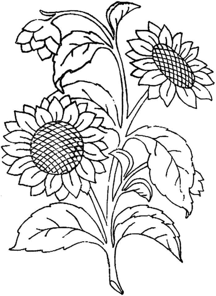 Free Large Printable Sunflower Coloring Pages For Adults