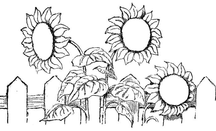 Garden Warfare 2 Coloring Pages Qween Sunflower