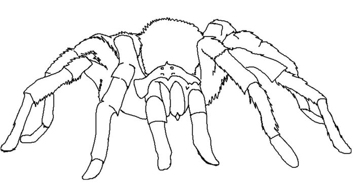 Giant Spider Coloring Pages