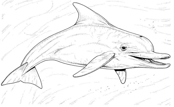 Hard Dolphin Coloring Pages