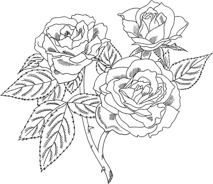 Hard Rose Coloring Pages