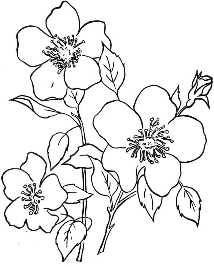 Hawaiian Flowers Coloring Pages