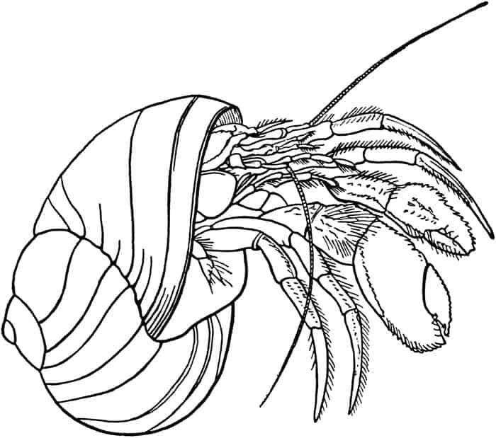 Hermit Crab Coloring Pages Free
