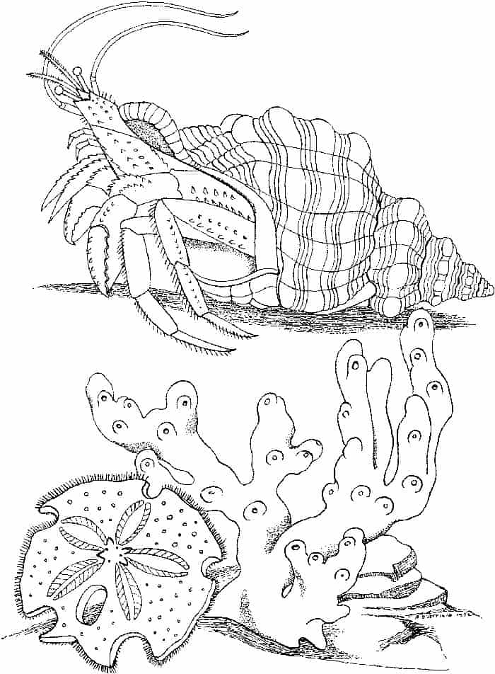 Hermit Crab Spirally Shell Coloring Pages