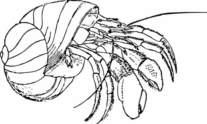 Hermit Crab Very Big Coloring Pages