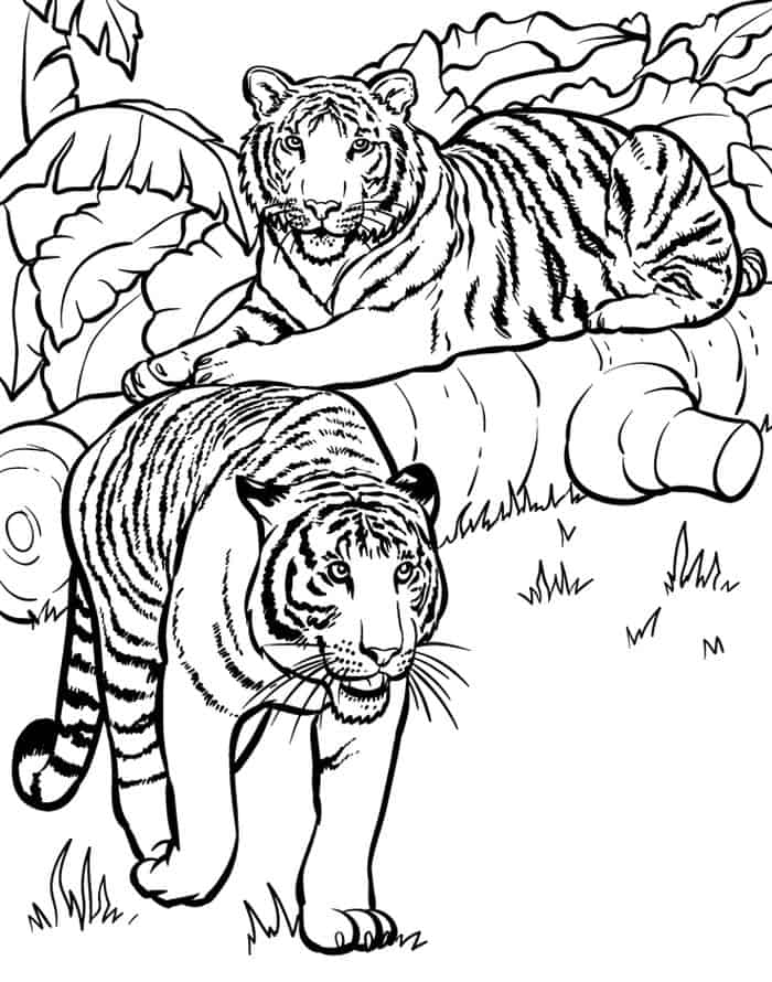 Lion And Tiger Coloring Pages