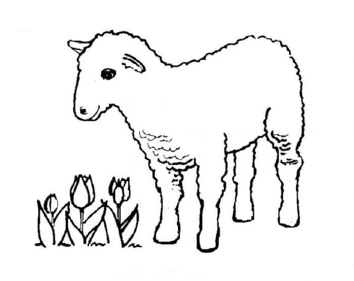 Lost Sheep Sheep Coloring Pages Free