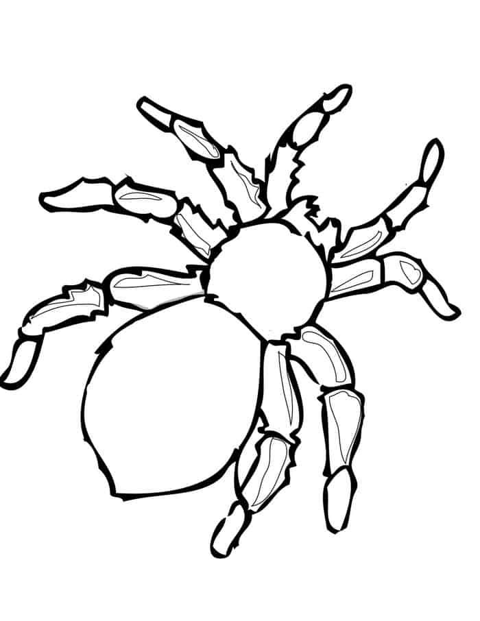 Poisonous Spider Coloring Pages