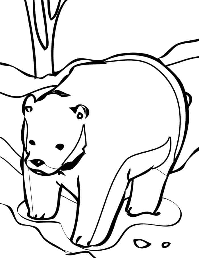 Polor Bear Coloring Pages