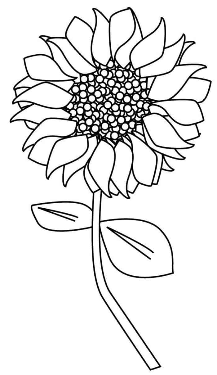 Pretty Sunflower Coloring Pages