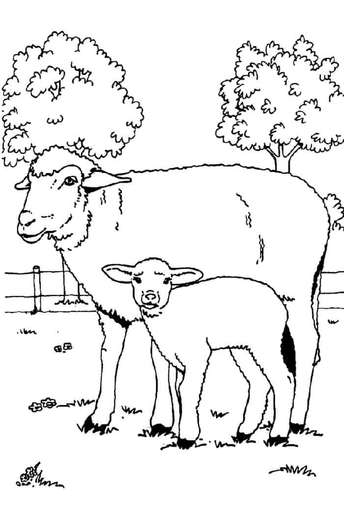 Printable Coloring Pages Pat Patzoo The Sheep Pintrest