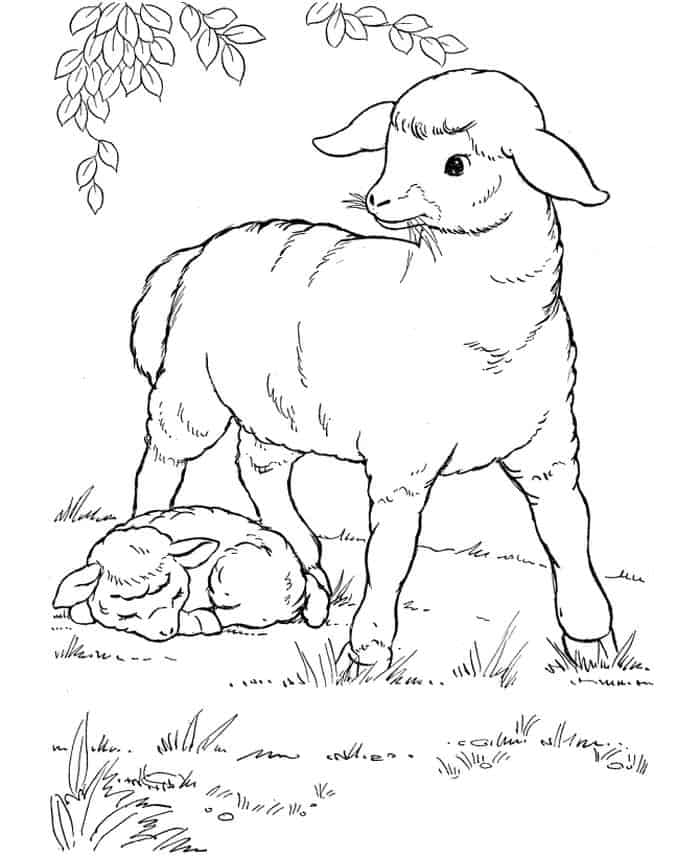 Printable Coloring Pages Wild Sheep