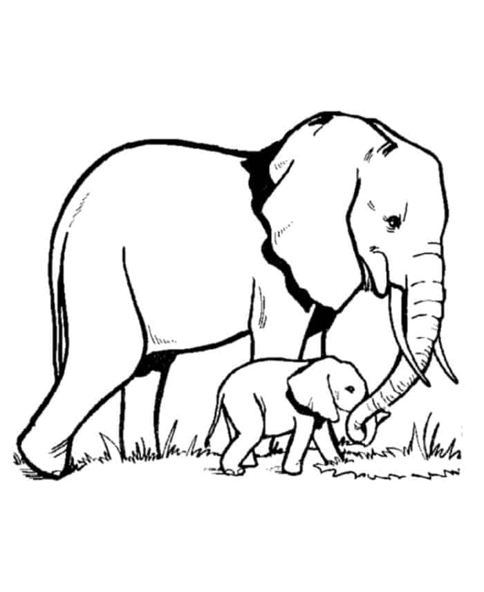 Printable Elephant Coloring Pages For Adults