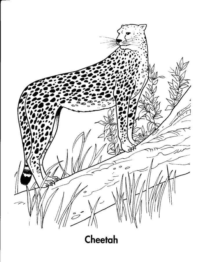 Realistic Cheetah In Motion Coloring Pages