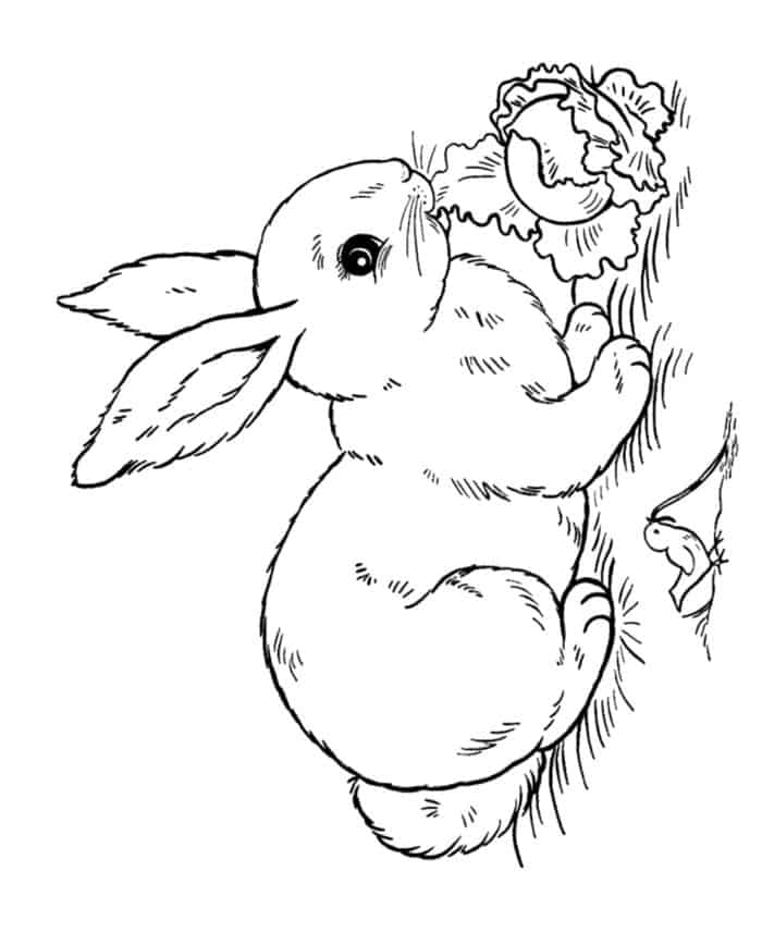Realistic Rabbit Coloring Pages
