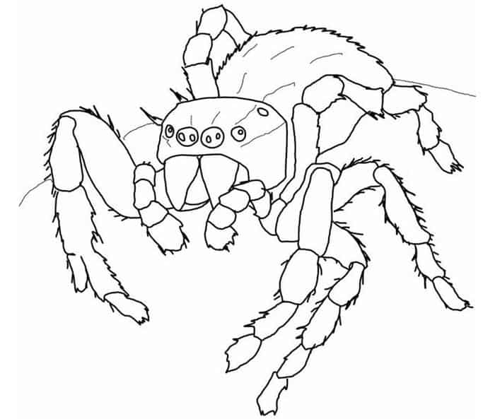 Realistic Spider Coloring Pages