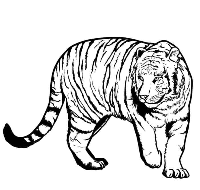 Realistic Tiger Coloring Pages