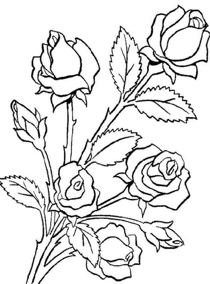 Rose Coloring Pages Free