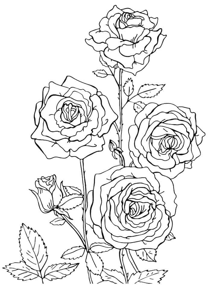 Rose Garden Coloring Pages